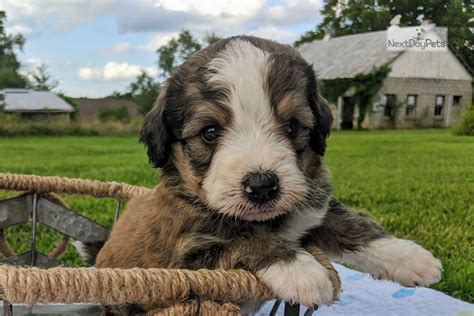 Producing quality bred puppies for families, companionship, service dogs, and therapy dogs. . Bernedoodle springfield mo